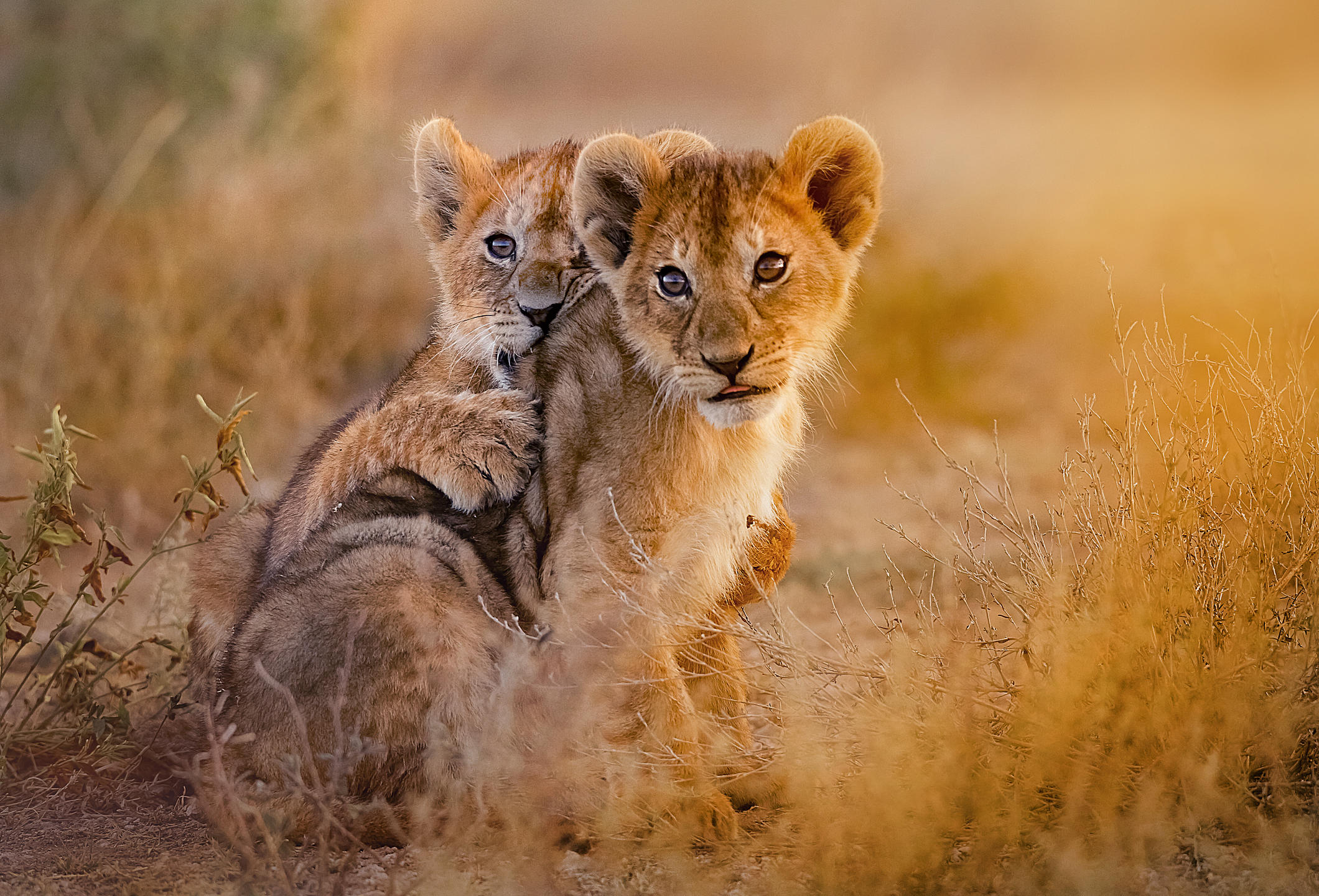 Baby Lions - Cute Wild Cat HD Wallpaper