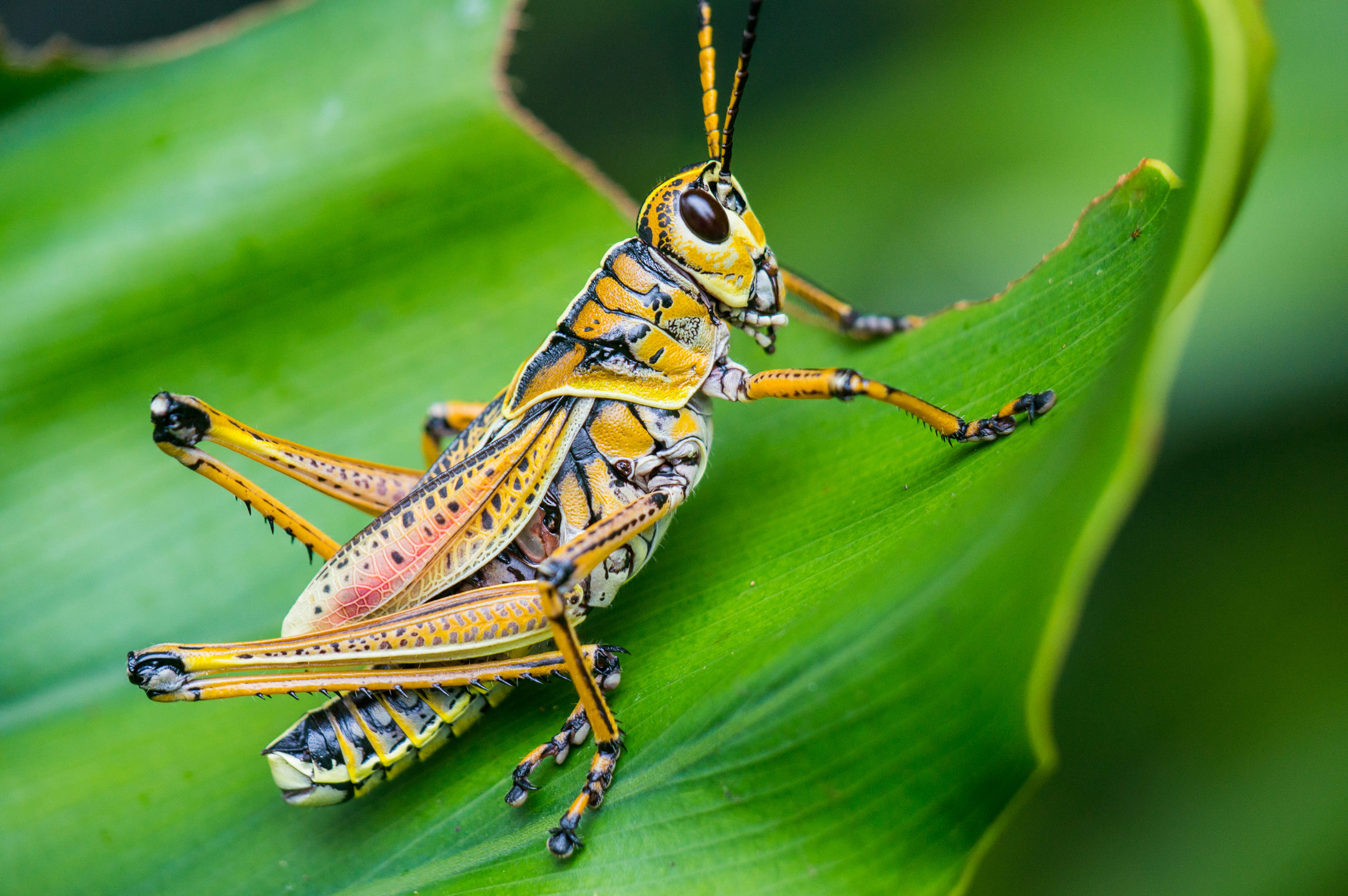 Grasshopper HD Wallpapers New Tab