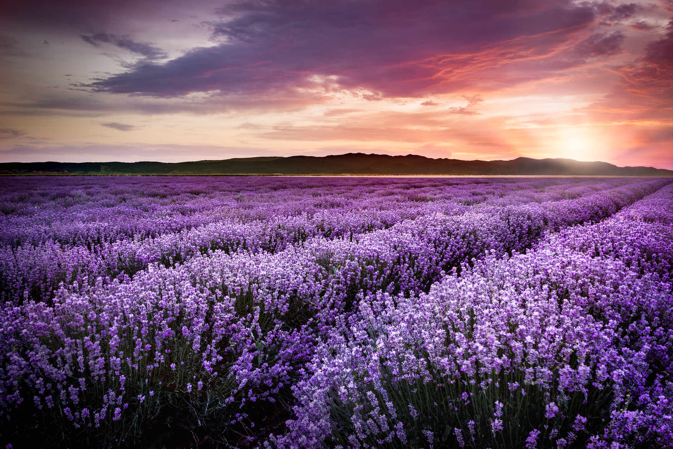 Lavender Flower HD Wallpapers New Tab Theme