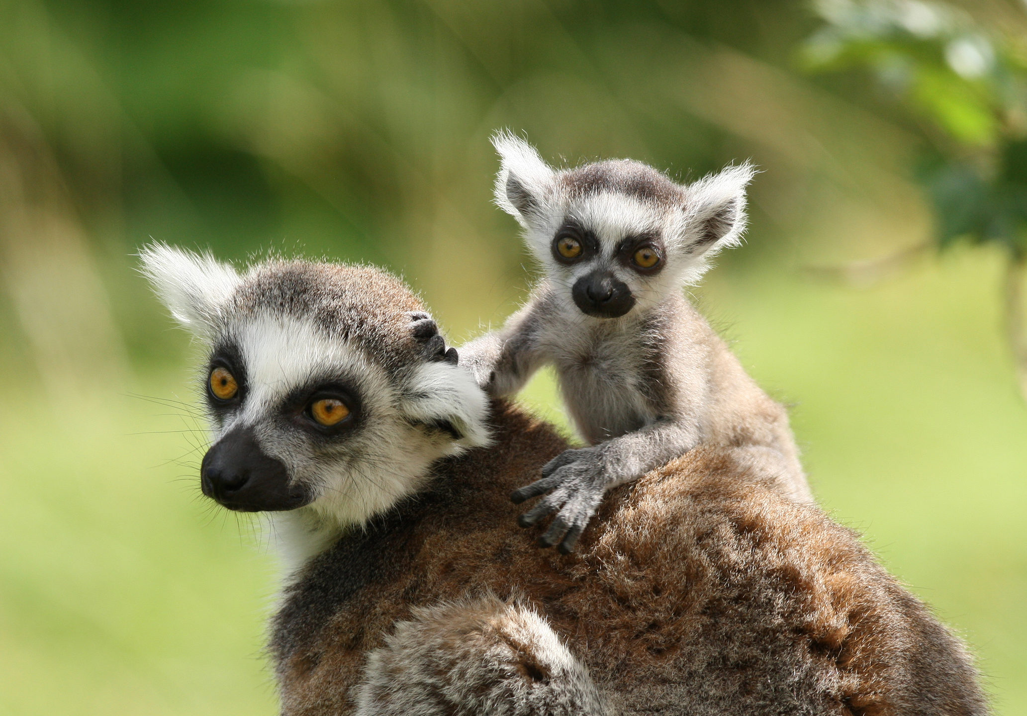 Lemur HD Wallpapers New Tab Theme