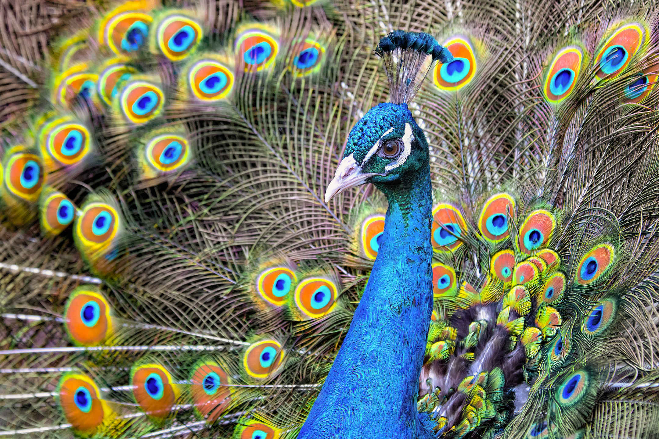 Peacock Hd Wallpapers New Tab Theme