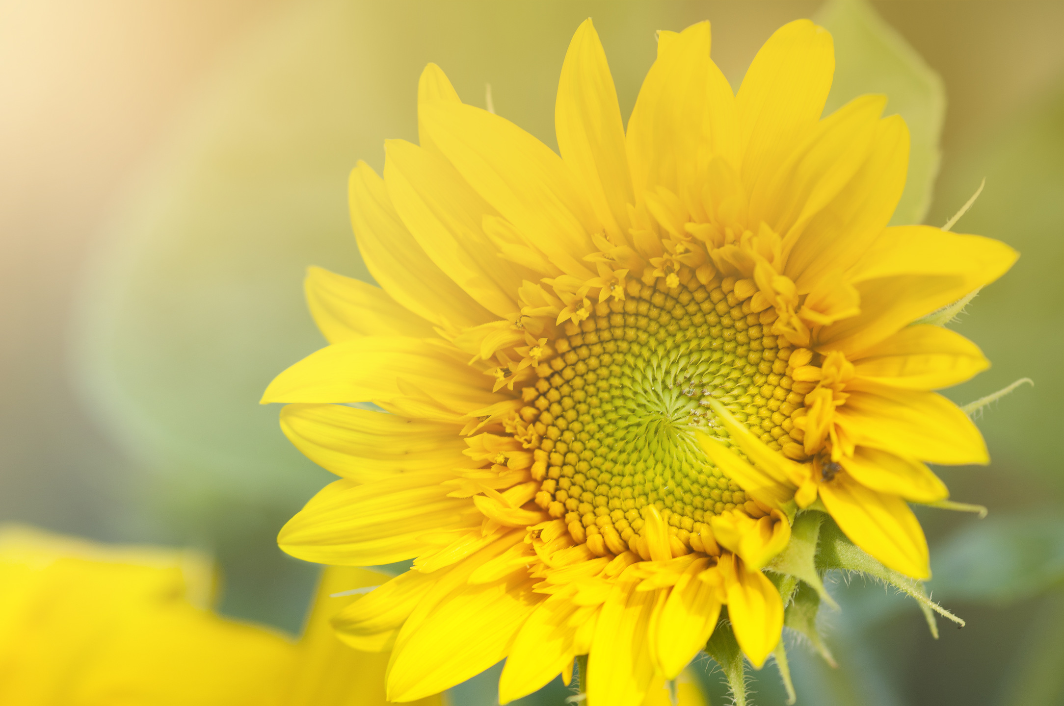 Sunflowers HD Wallpaper New Tab Theme