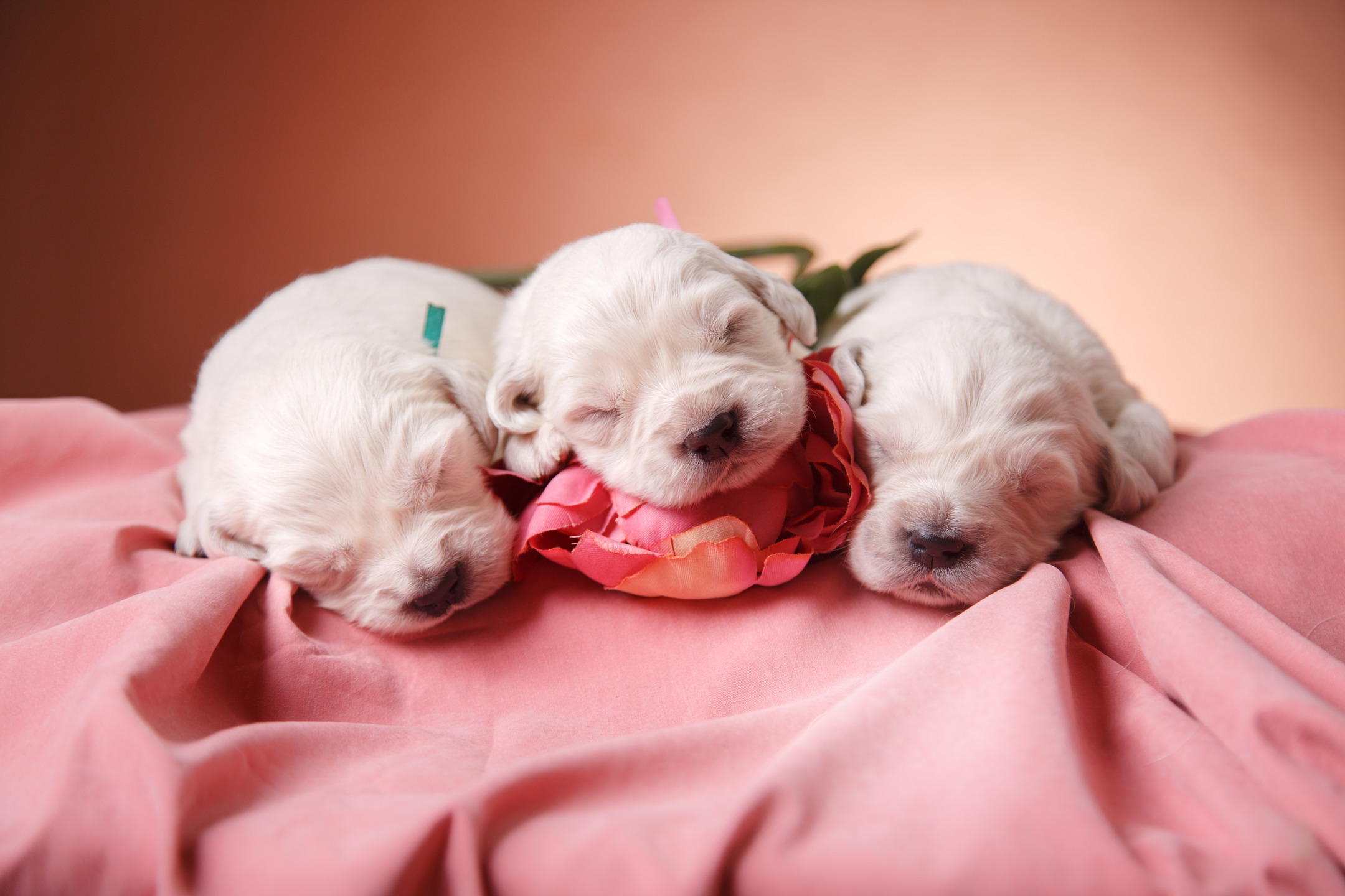 My Puppies – Adorable Puppy & Dog Wallpapers
