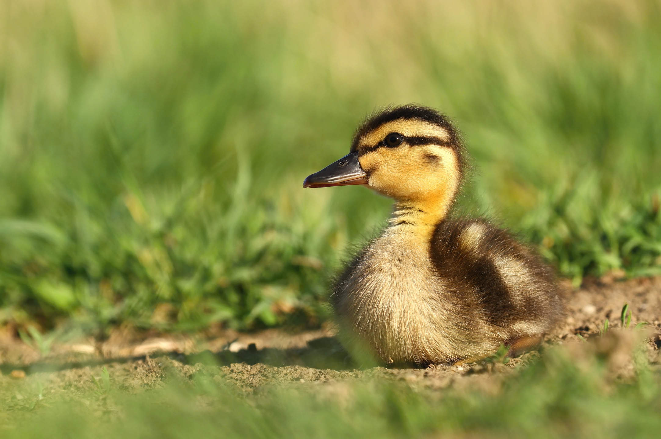 My Baby Ducks HD Wallpapers New Tab