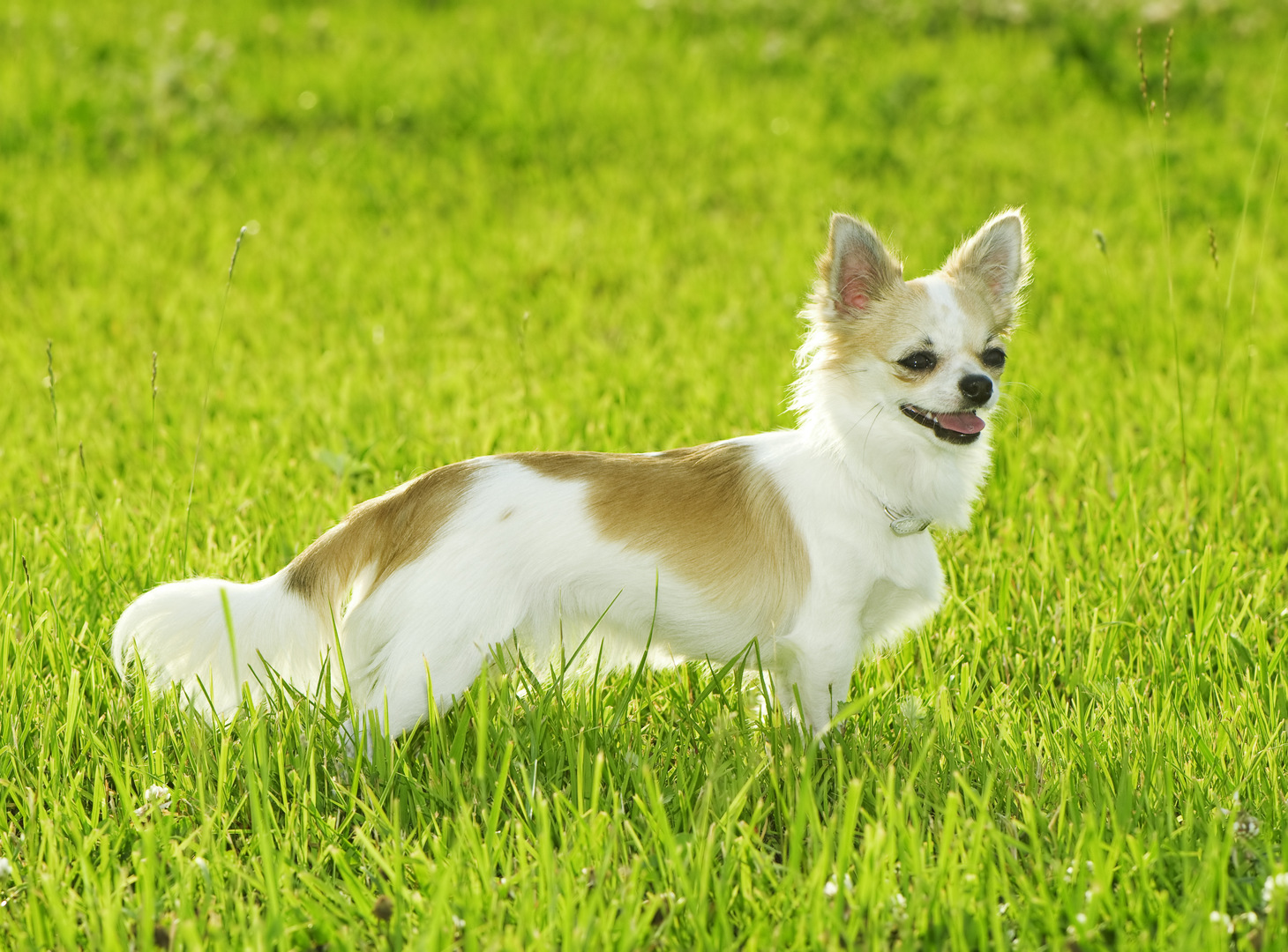 My Chihuahua Dog Puppy HD Wallpapers New Tab