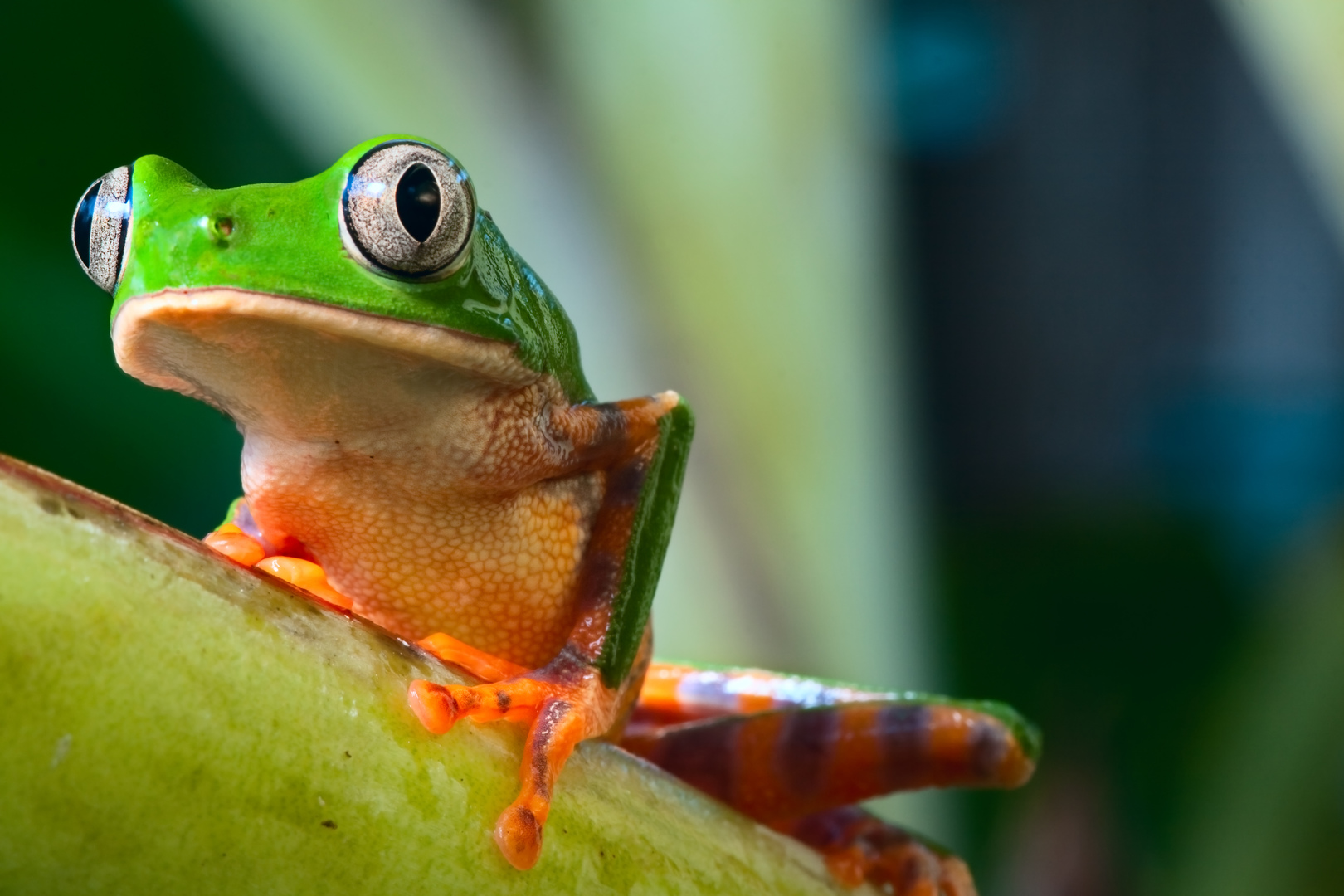 My Colorful Frogs - Lovely Frog HD Wallpapers