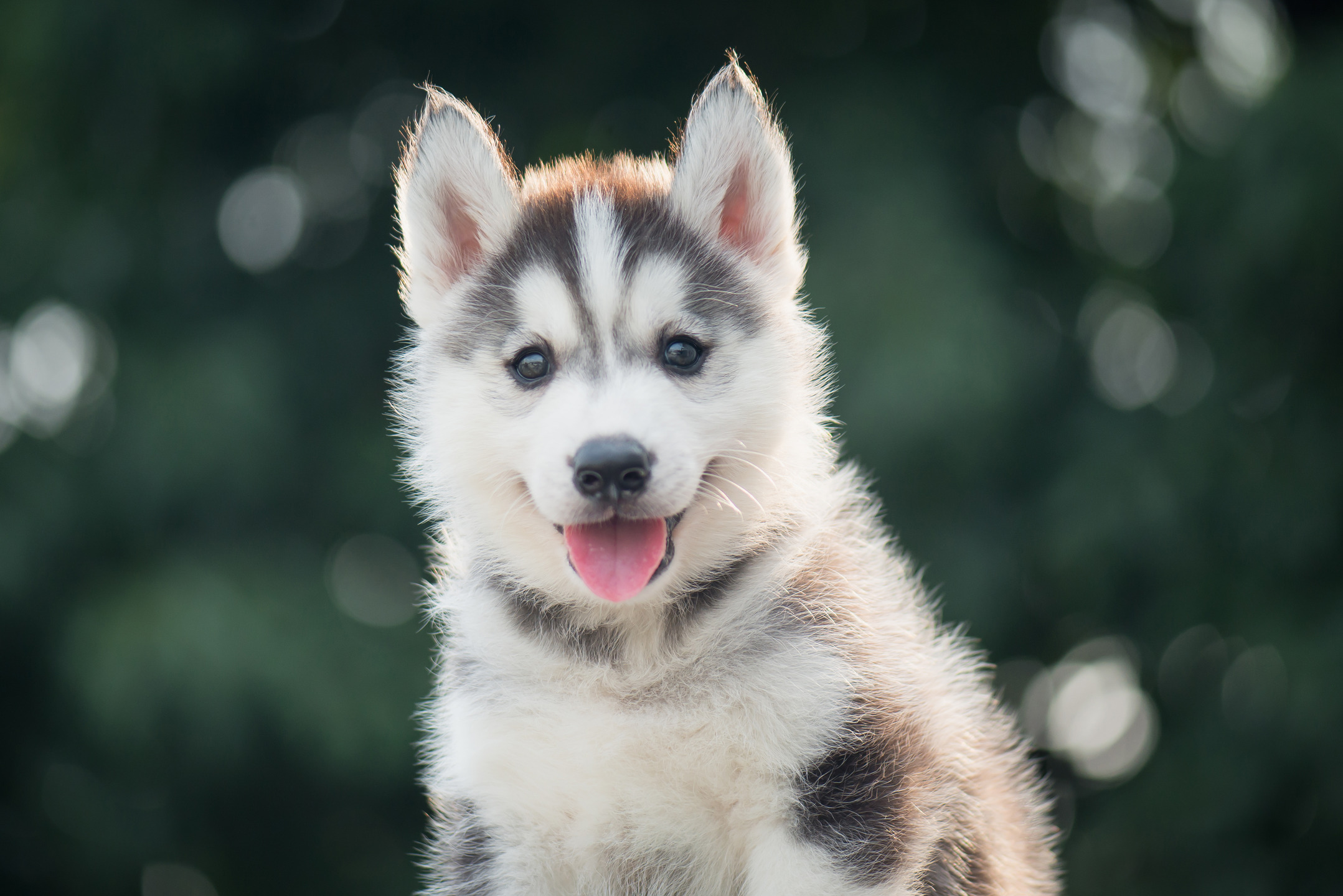 Готовая собака. Хаски собака щенок. Собачки хаски щенки. Милые хаски. Husky yavrusu.