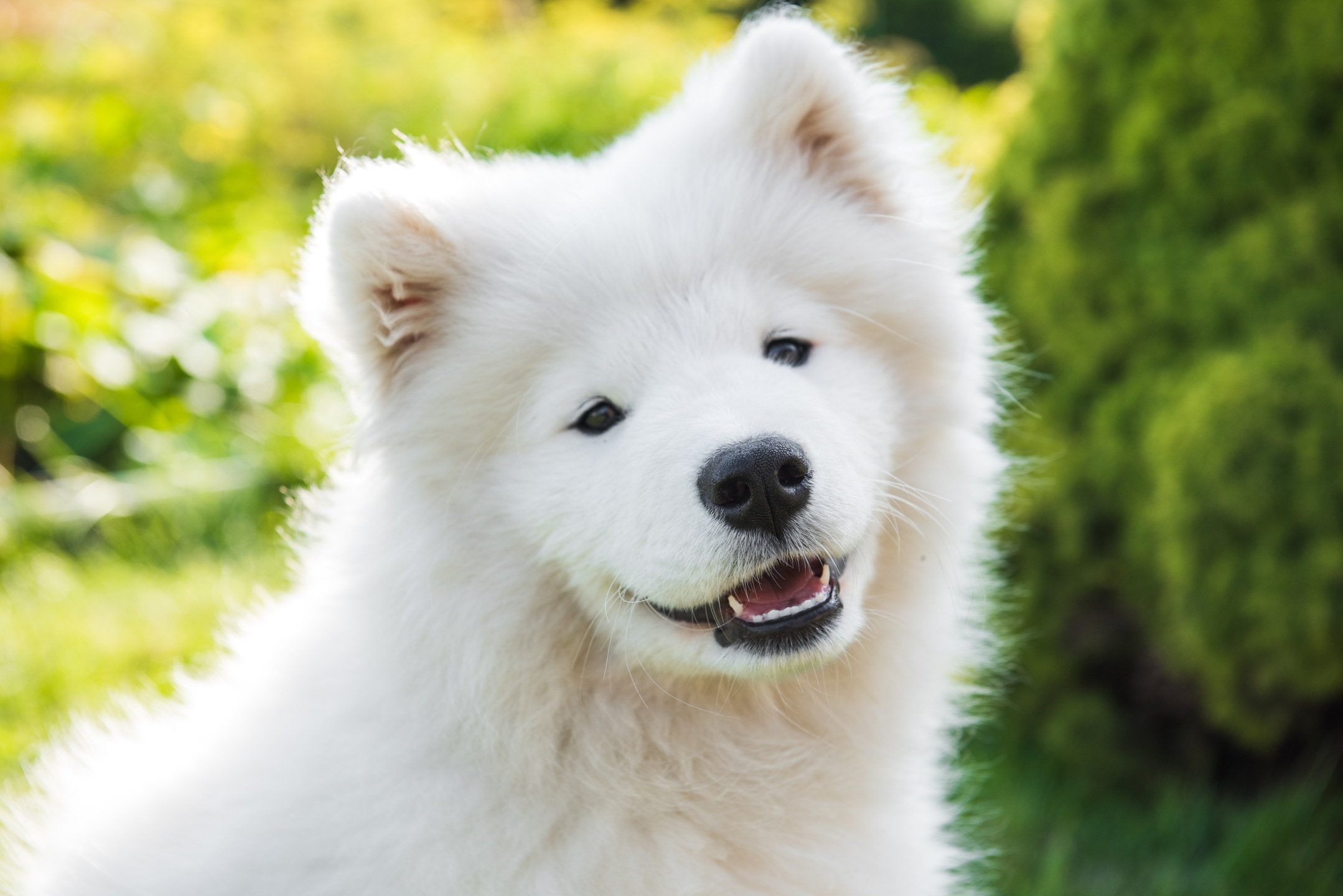 My Samoyed - Cute Dog & Puppy HD Wallpapers