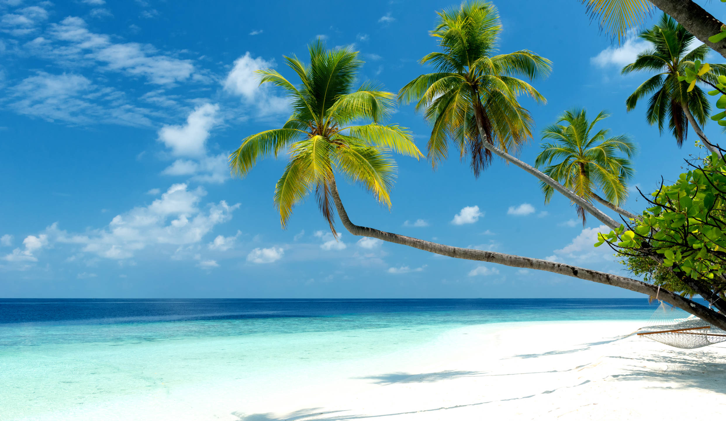 Palm Trees HD Wallpapers New Tab Theme
